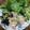 orange_boo's cooksnap of when they made 鶏もものネギ塩焼き.