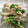 くんねちゅぷ's cooksnap of when they made 水菜としめじの簡単お浸し☆.