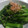 HARKARI's cooksnap of when they made 簡単☆菜の花の辛し和え.