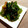 Aloha☆★'s cooksnap of when they made ほうれん草のごま和え　ワサビ風味.