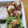 hirotofumi's cooksnap of when they made お弁当に簡単♪ちくわの2色焼き★.