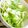 ハラペコまぁ。's cooksnap of when they made 白菜と水菜のサラダ＊柚子胡椒ドレッシング.