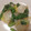 shimorin's cooksnap of when they made [簡単]白菜と春菊の湯引きごまポン和え.