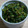 クッキーab's cooksnap of when they made 節約　簡単　お子様に　大根葉ふりかけ.