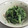 おけらだーって's cooksnap of when they made 塩麹使い♪菜の花のさっぱり洋風からし和え.