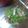 chiemake's cooksnap of when they made 水菜とハムのさっぱりサラダ.