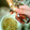 バファリス☆'s cooksnap of when they made ピーラーで簡単♪ごぼうのささがき♪.