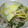 mieg's cooksnap of when they made 白菜とツナのあっさり煮.