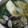 イヴみみチョコ's cooksnap of when they made たらとあさりの紹興酒蒸し.