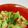 にょろすけ's cooksnap of when they made チンゲン菜と桜えびの卵とじ.