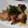 のんトメ's cooksnap of when they made ハマる・・・♡鶏もものネギ塩だれ.