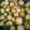 てふ＊てふ's cooksnap of when they made 新じゃがの煮っころがし.