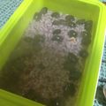 いちごちゃん☆彡's cooksnap of when they made 黒豆ご飯.