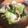 いくちゃん♪♪'s cooksnap of when they made 青梗菜とベーコンとシーチキンの炒め物.