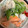 フェイたん's cooksnap of when they made ゆで塩鮭レモンおろし添え『何食べ』142.