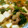 ★ａｓｍ★'s cooksnap of when they made 豆腐とにらのとろっと丼.