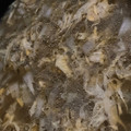 MULA's cooksnap of when they made ＼ふわとろねば　 アカモクスープ／.