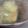智子のキッチン工房's cooksnap of when they made ご飯がはかどる！ブリのネギポン焼き.