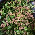 ふぁんころ's cooksnap of when they made 食べたら餃子♡ハマる!簡単ズボラ餃子丼.