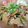 クックHBQ370☆'s cooksnap of when they made 簡単！15分スピードおかず★豚バラ大根★.
