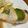 ササジ～♪'s cooksnap of when they made はんぺんカニカマのライスペーパー包み焼き.