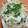 クックM96XDX☆'s cooksnap of when they made もやしえのきのレンジ蒸しおかかバター醤油.