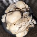 ちゃちゅ2's cooksnap of when they made 教えたくない…絶品☆牡蠣の酒蒸し.