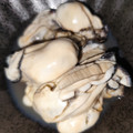 ちゃちゅ2's cooksnap of when they made 教えたくない…絶品☆牡蠣の酒蒸し.