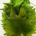 なおすけ151a's cooksnap of when they made お手軽♪大葉保存法.