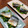 かわゆう1211's cooksnap of when they made 定食屋さんの『鯖の煮付け』.