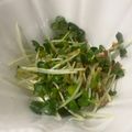 にゃつめ〜's cooksnap of when they made しな～シャキ♪カイワレおかか炒め.