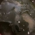 ﾌﾞﾚﾝﾀﾞ's cooksnap of when they made わかめの味噌汁.
