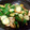 ひんべえ's cooksnap of when they made 椎茸ときゅうりのバター醤油炒め♪.