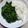 まりゆりひろこ's cooksnap of when they made カブの葉の甘酢漬け.
