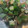 あみ2325's cooksnap of when they made オクラのおかか和え.
