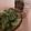 アクセル☆'s cooksnap of when they made ちぎって和えただけサラダ☆材料1つ.
