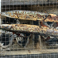 りこまこせいやのパパ's cooksnap of when they made 大船渡秋刀魚焼き師の秋刀魚の塩焼き.