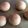二ゲラ's cooksnap of when they made プチ黒糖パン.