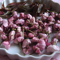 ななこ２２'s cooksnap of when they made 桜の花の塩漬け.