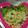 kyonmi's cooksnap of when they made 白菜の胡マヨ和え.