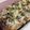 Hoink's cooksnap of when they made しめじとえのきのにんにくバターパン粉焼き.