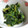 こちみ大好き's cooksnap of when they made ★菜の花のわさび和え★.