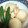 鈴木ちょこび's cooksnap of when they made 里芋とイカの煮物.