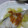 食いしん坊ネコ's cooksnap of when they made たらのキャベツ蒸し♪　柚子味噌マヨソース.