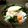 ゆゅちゃむ's cooksnap of when they made バター香るホウレン草の目玉焼き.