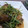 ■よし田's cooksnap of when they made 牡蠣と豆苗のさっぱり炒め.