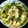 ちょこ花嫁修業ちう's cooksnap of when they made 手作り生地＊ブロッコリーのキッシュ＊.