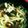saki1230's cooksnap of when they made ネギどっさり✿深夜の肉うどん✿１０分.