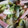 ベルベル♪'s cooksnap of when they made 塩麹とゴマでやさしい味の炒め物.