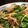 Ｋ．ｈｉｒｏ's cooksnap of when they made ほたるいかと菜の花パスタ.
